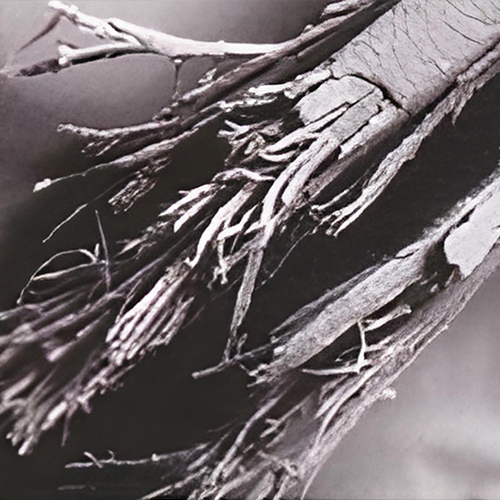 a black and white photo of a dead tree